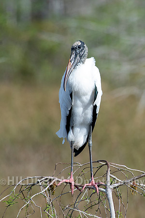 Wood Stork