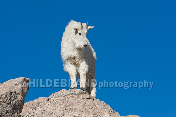 Mountain Goat
