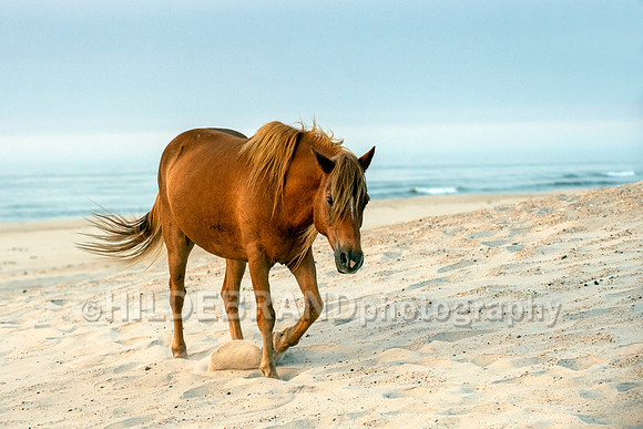 Chincoteague Pony