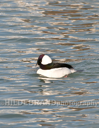 Bufflehead - Male