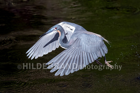 Tricolored Heron