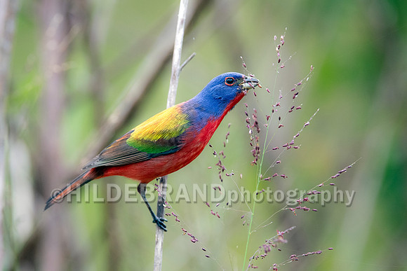 Painted bunting
