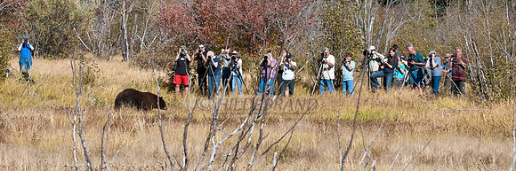 Wildlife Paparazzi