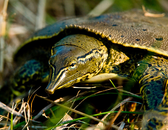 Spiny Softshell Turtle