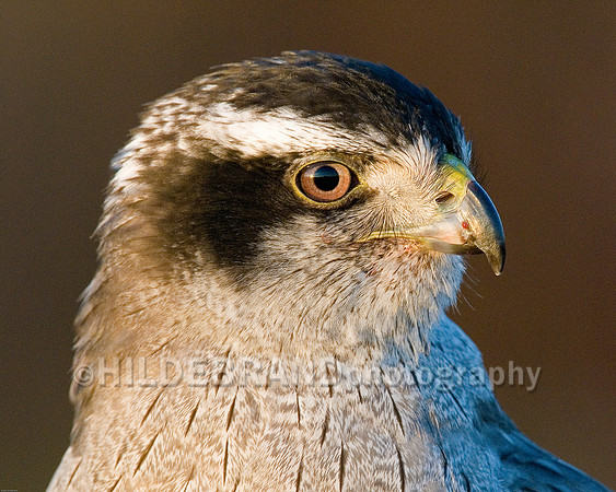 Gos Hawk