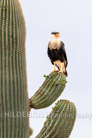 Crested Caracara