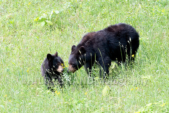 Black Bear
