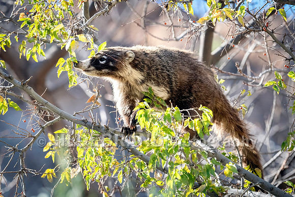 Coatimundi