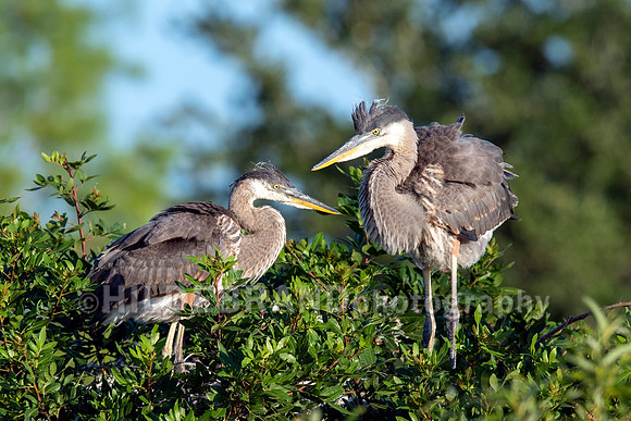 Great Blue Heron