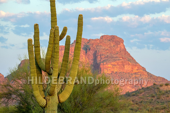 Arizona Desert