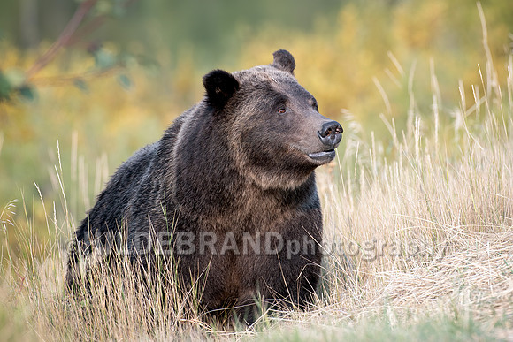 Grizzly Bear 399
