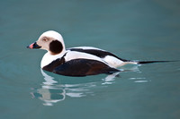 Long-tailed Duck