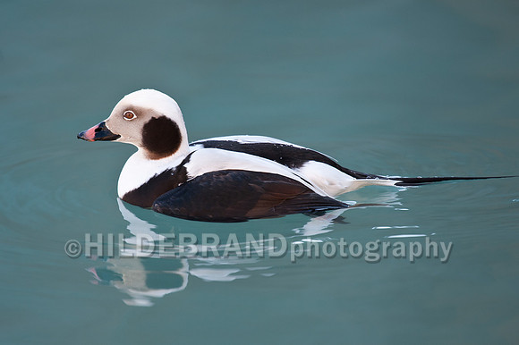 Long-tailed Duck