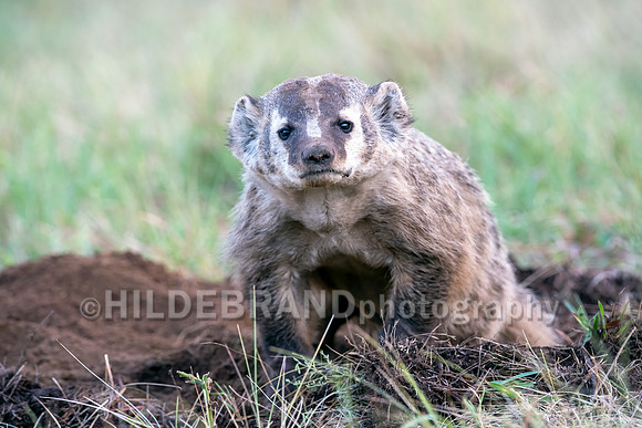 Badger