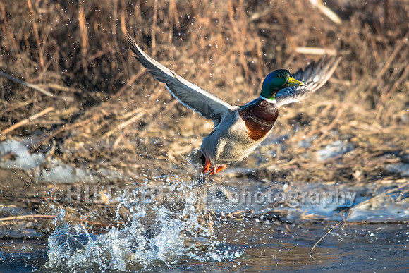 Mallard
