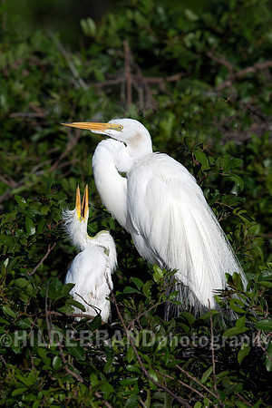 Great Egret