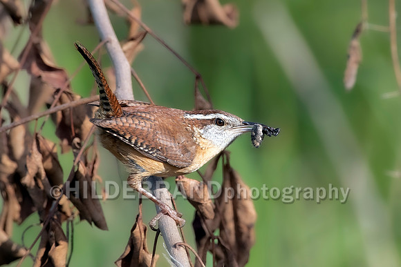 Carolina Wren