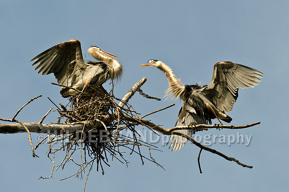 Nesting Great Blue Heron's