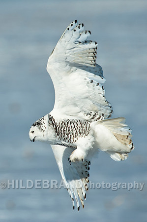 Snowy Owl