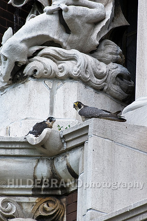 St. Michael's Peregrines