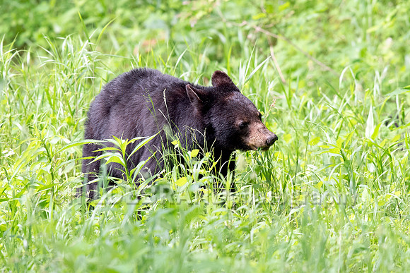 Black Bear