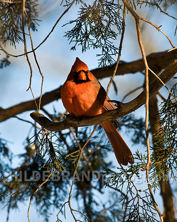 Northern Cardinal