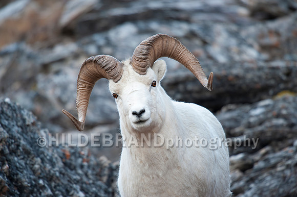 Dall Sheep