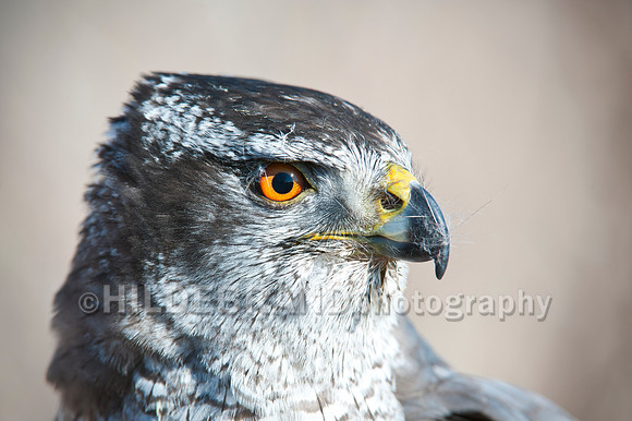 Goshawk
