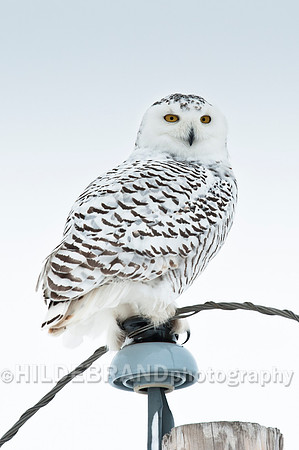 Snowy Owl