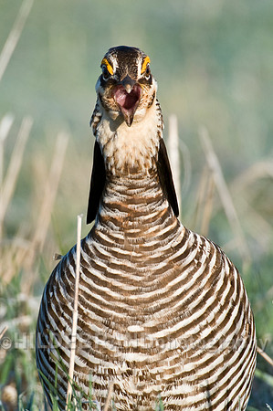 Greater Prairie Chicken