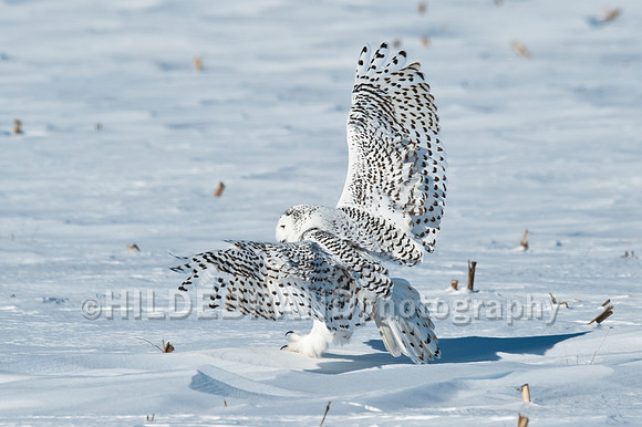 Snowy Owl
