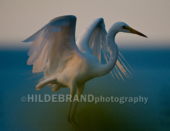 Great Egret