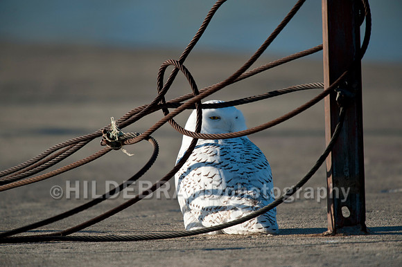 Snowy Owl