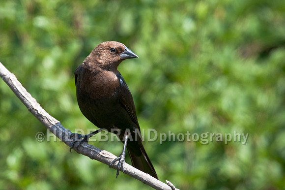 Brown-headed Cowbird