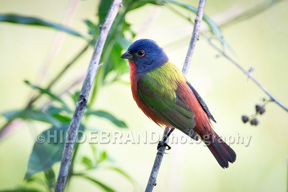 Painted bunting