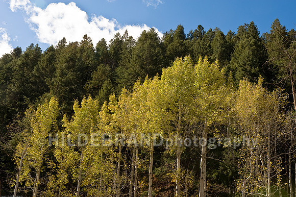Aspen Grove