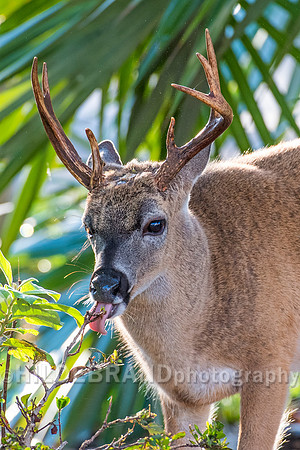 Key Deer