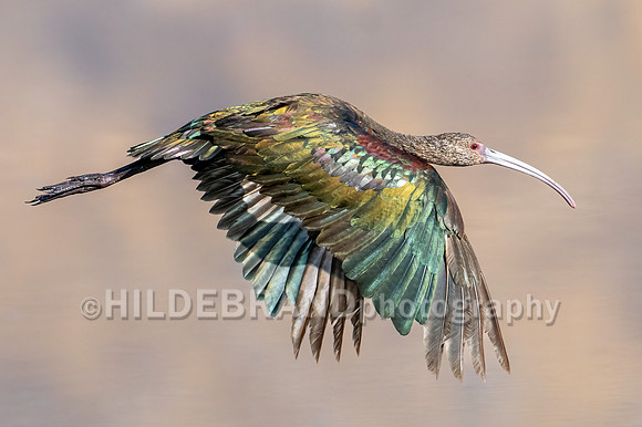 White-faced Ibis