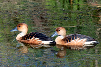 Fulvous Whistling-Duck