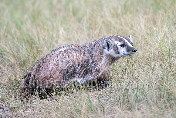 Badger