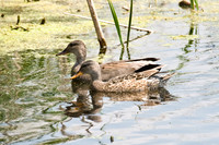 Gadwall