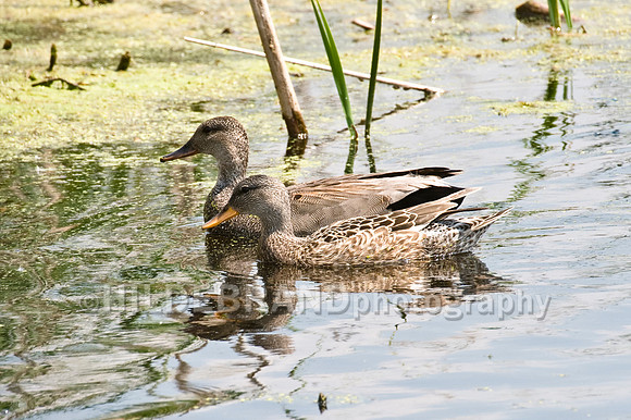Gadwall - Breeding Pair