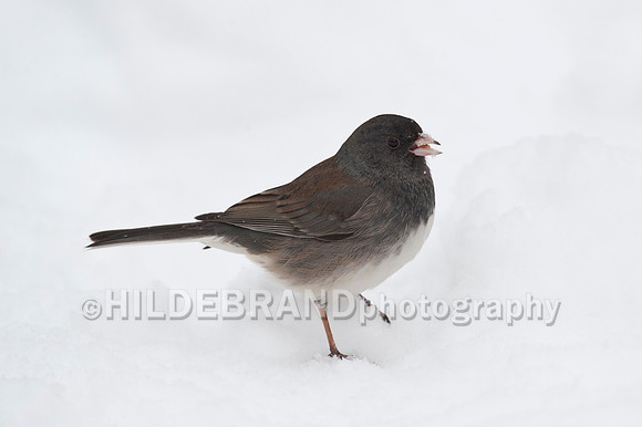 Dark-eyed Junco