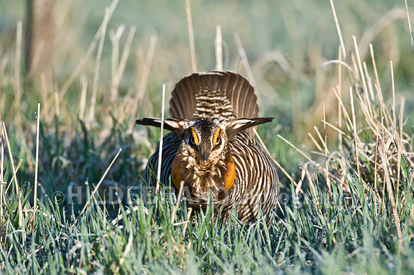 Greater Prairie Chicken