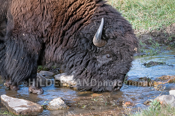 Pausing for a cool drink