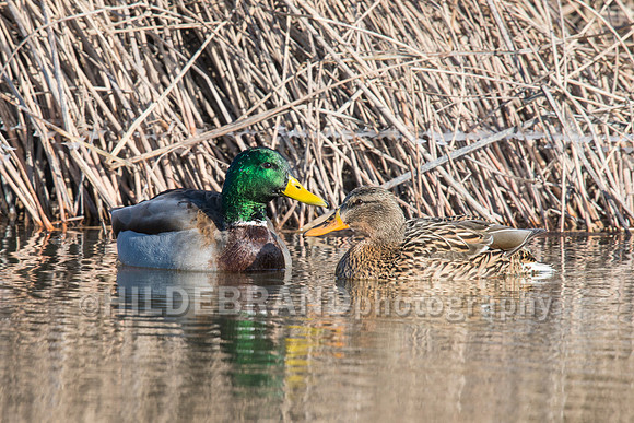Mallard