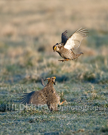Greater Prairie Chicken