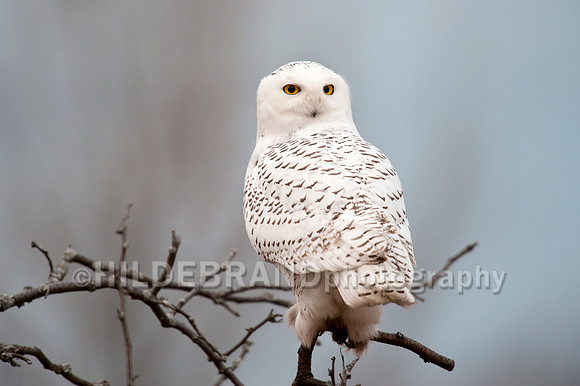 Snowy Owl