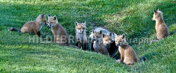 Yup…seven Kits