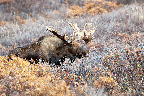 Moose